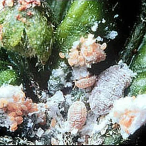 thumbnail for publication: Papaya Mealybug, Paracoccus marginatus Williams and Granara de Willink (Insecta: Hemiptera: Pseudococcidae)